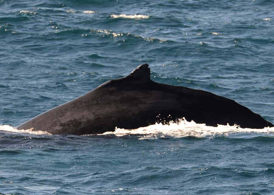 Boa Vista: Whale Watching Trip with Motoryacht - Drinks, weather, and what to pack