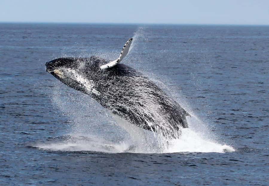 Boa Vista: Whale Watching Trip with Motoryacht - Who should book this yacht trip?