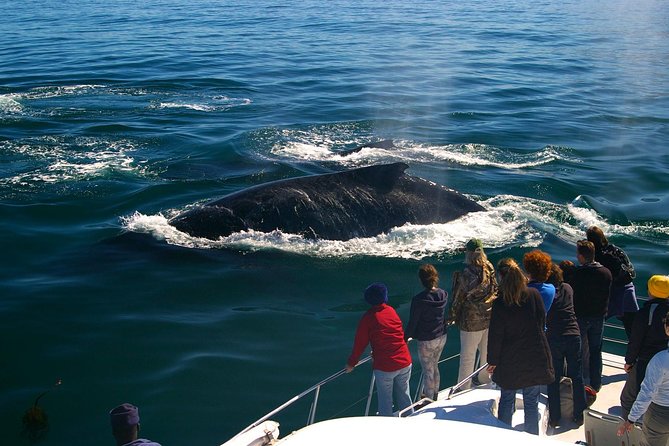 Boat Based Whale Watching from Hermanus - Leaving Hermanus New Harbour for the bay