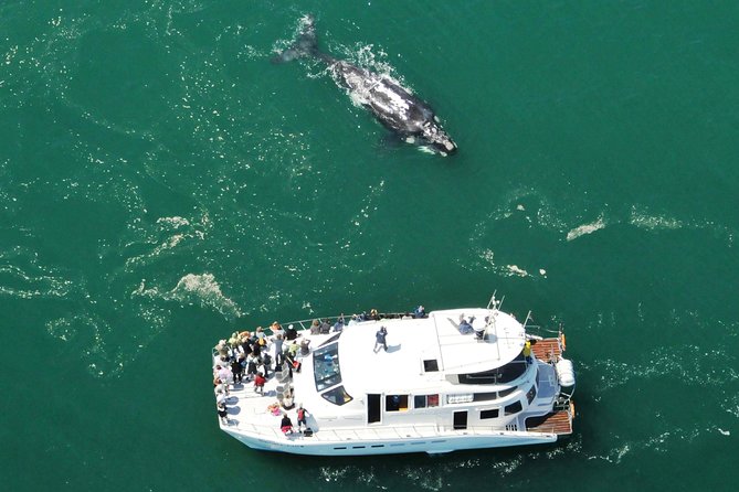 Boat Based Whale Watching from Hermanus - The search for southern right whales