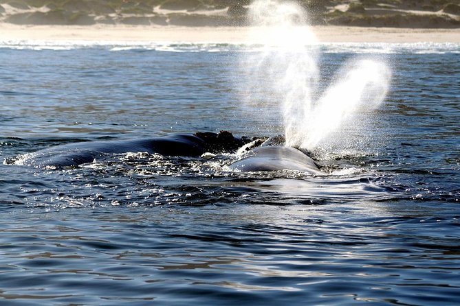 Boat Based Whale Watching from Hermanus - Humpbacks, Bryde’s whales, dolphins, and seals