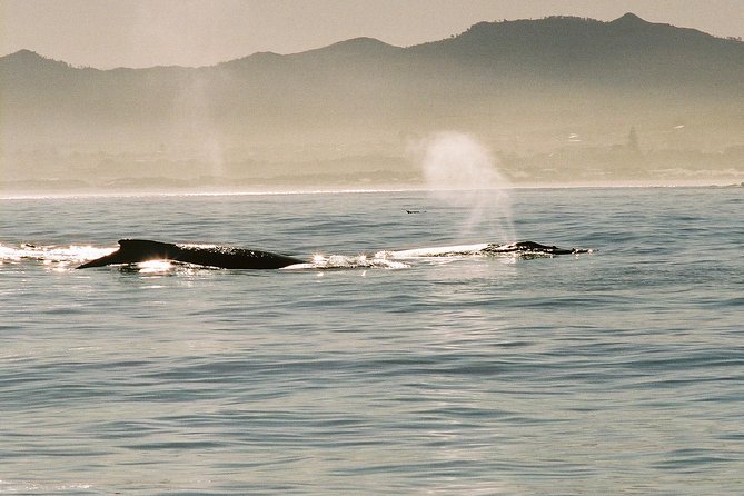 Boat Based Whale Watching from Hermanus - A guide who explains what you are seeing