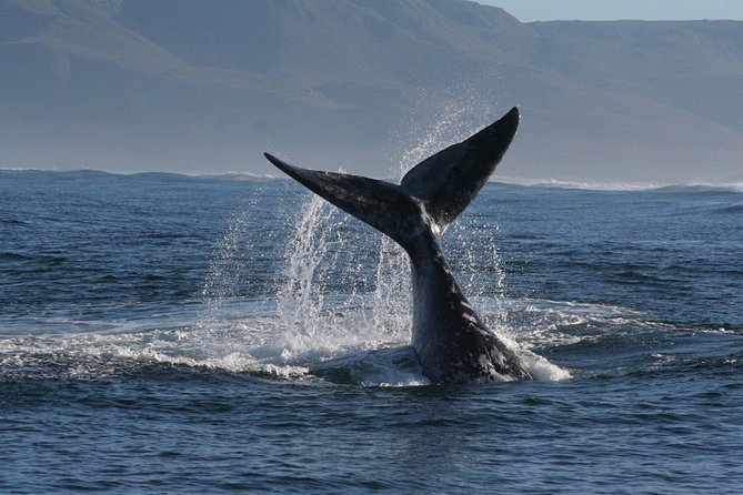 Boat Based Whale Watching from Hermanus - The value of the $91.45 price