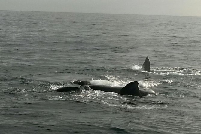 Boat Based Whale Watching from Hermanus - Who will enjoy this Hermanus cruise?