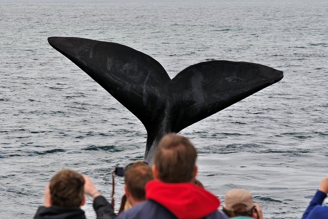 Boat Based Whale Watching from Hermanus - Which whales and animals might you see