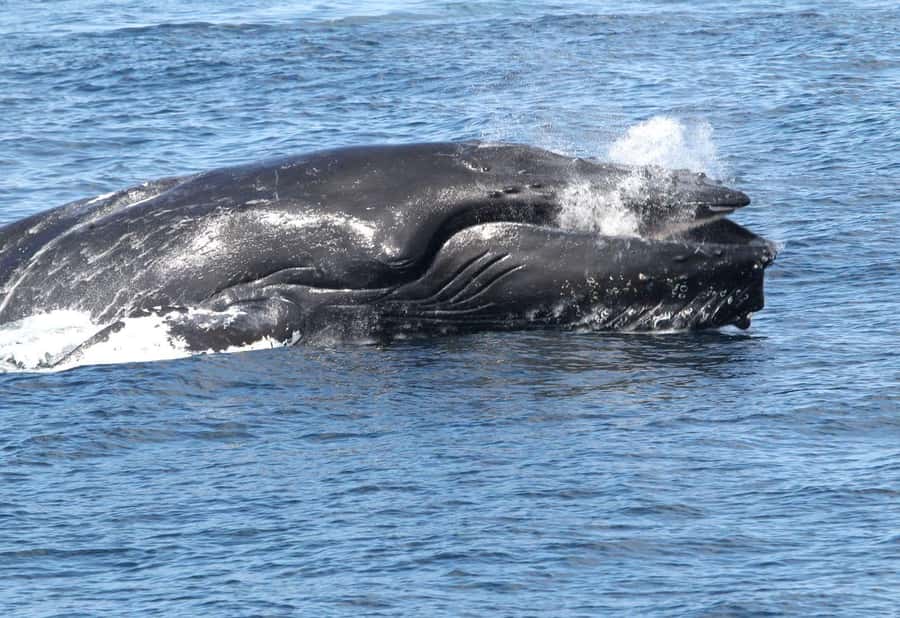 Boavista: Whale Watching half day trip - Key points to know before booking