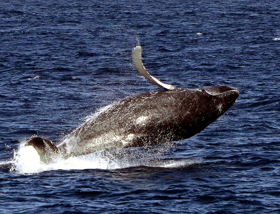 Boavista: Whale Watching half day trip - What the marine biologist adds