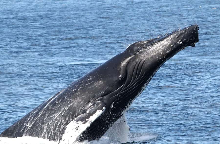 Boavista: Whale Watching half day trip - Practical details that shape the day