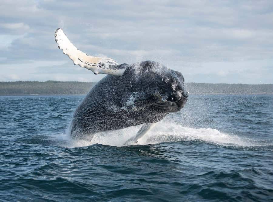 Boavista: Whale Watching half day trip - From your hotel to the port at Sal Rei