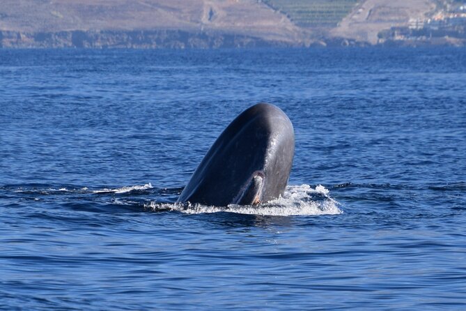 Bonadea II Ecological Whale Watching, 2 hours - Key points to know before booking