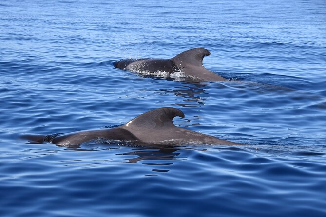 Bonadea II Ecological Whale Watching, 2 hours - Why this two-hour trip feels different