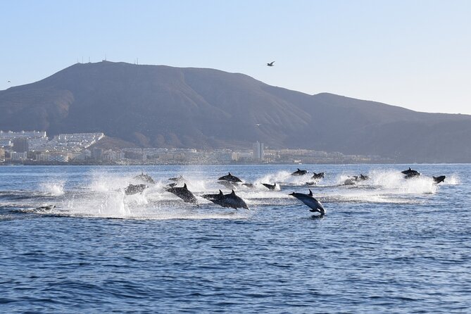 Bonadea II Ecological Whale Watching, 2 hours - Dolphins, turtles, and seabirds add variety