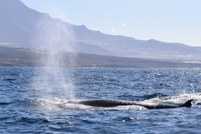 Bonadea II Ecological Whale Watching, 2 hours - Sergio’s guiding style and the conservation message