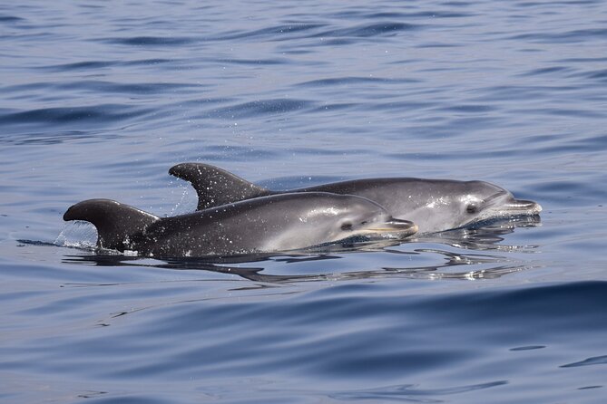 Bonadea II Ecological Whale Watching, 2 hours - Is $78.64 a fair price?