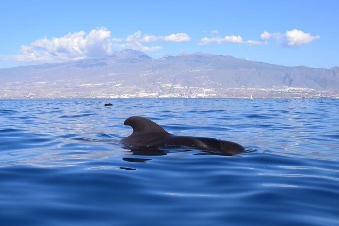 Bonadea II Ecological Whale Watching, 2 hours - Who will enjoy this outing most