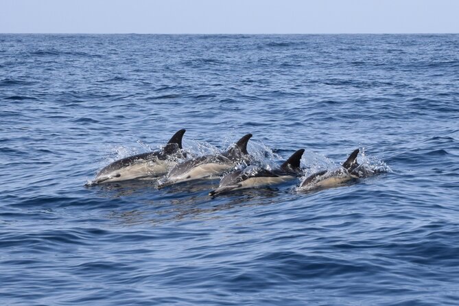 Bonadea II Ecological Whale Watching, 2 hours - Watching pilot whales without chasing them
