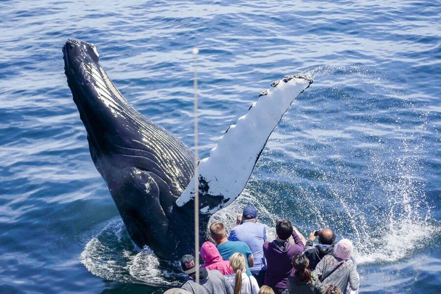 Boston: City Cruises Whale Watching Cruise - Key points to know before you sail