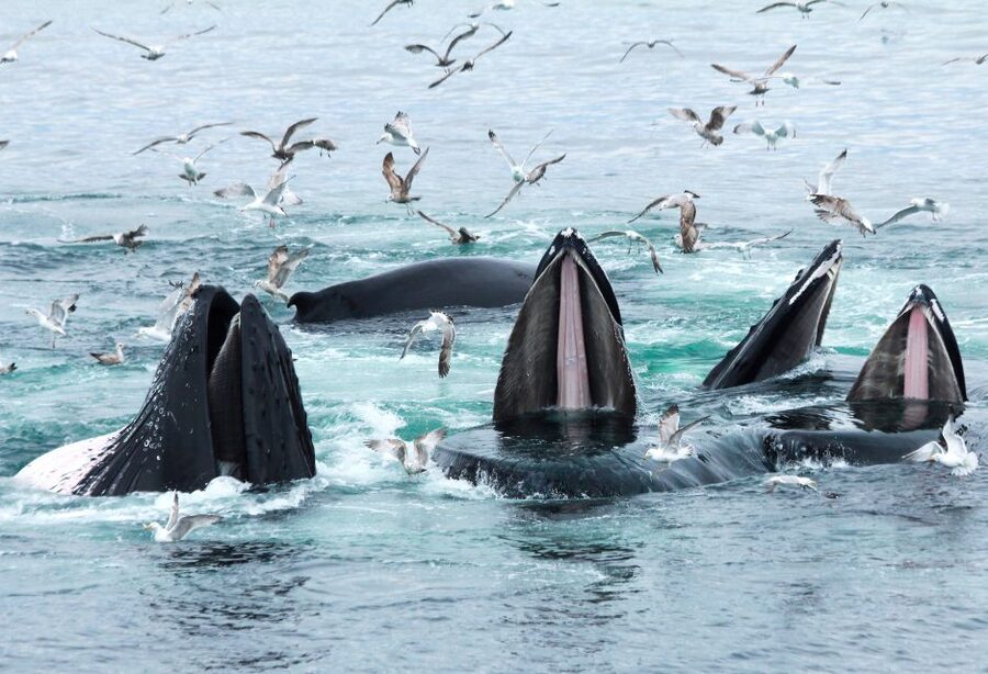 Boston: City Cruises Whale Watching Cruise - Should you book the Boston whale watch?