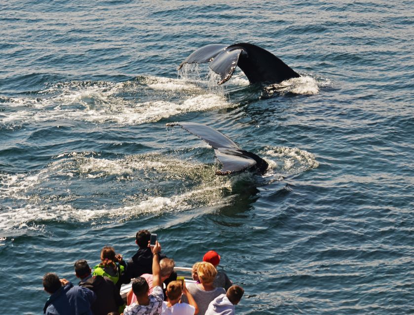 Boston: City Cruises Whale Watching Cruise - Why the naturalists make a difference