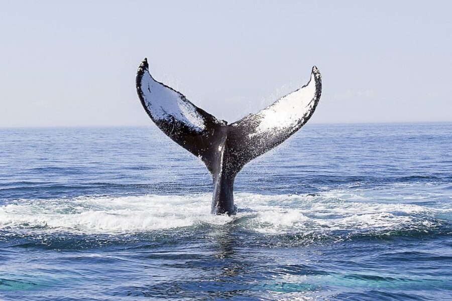 Boston: City Cruises Whale Watching Cruise - Finding your place on the viewing decks