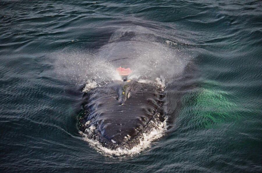 Boston: City Cruises Whale Watching Cruise - How the $85 price works out
