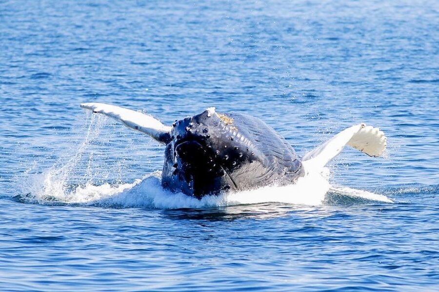 Boston: City Cruises Whale Watching Cruise - Booking advice for the best chance at a good day