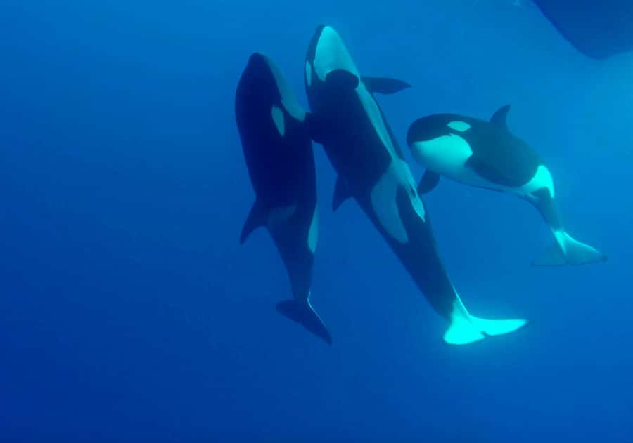 Bremer Bay: Bremer Canyon Killer Whale Expedition - Key points before you book