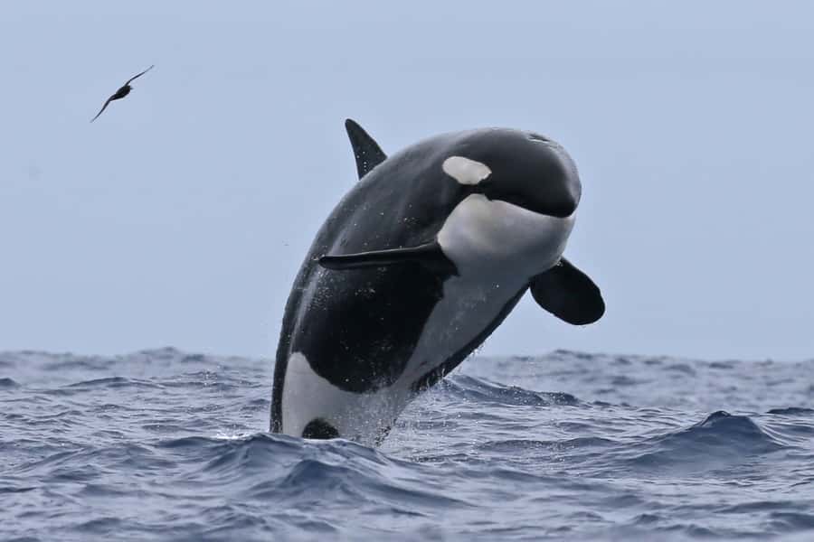 Bremer Bay: Bremer Canyon Killer Whale Expedition - Why Bremer Bay is the place for wild orcas