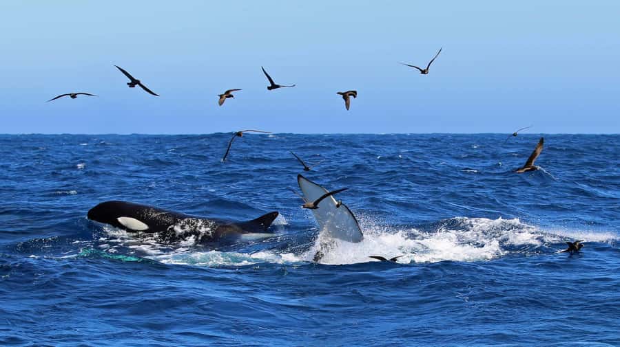 Bremer Bay: Bremer Canyon Killer Whale Expedition - The onboard presentation sets up the day