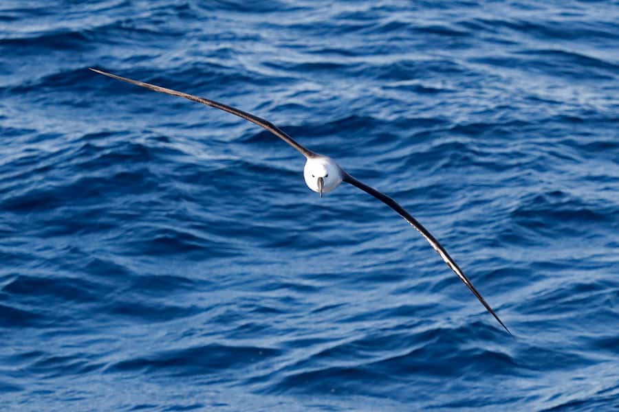 Bremer Bay: Bremer Canyon Killer Whale Expedition - The 1.5-hour run to Bremer Canyon