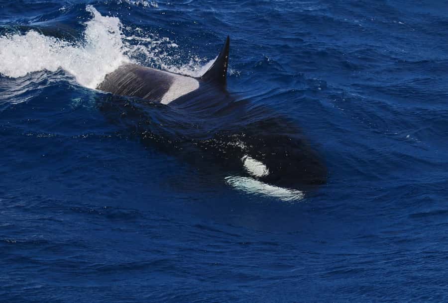 Bremer Bay: Bremer Canyon Killer Whale Expedition - Beyond orcas: sperm whales, dolphins, and birds