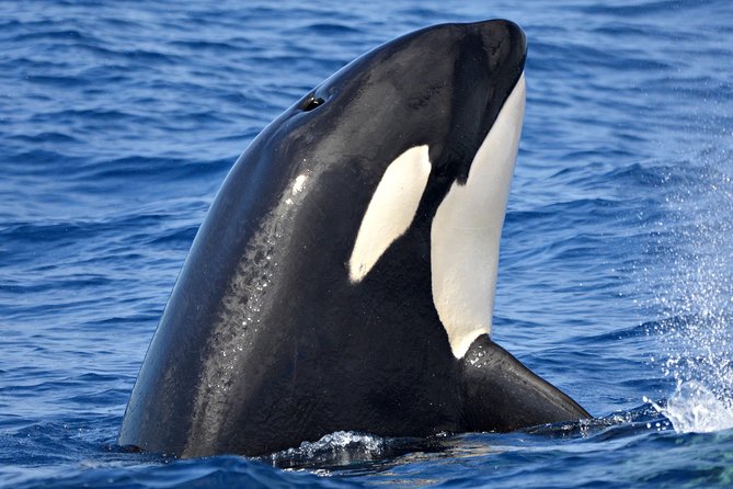 Bremer Bay Orca Experience - Key points to know before you book