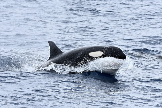 Bremer Bay Orca Experience - A fast 25-metre cruiser instead of a slow sightseeing boat