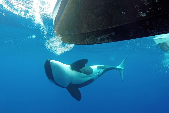 Bremer Bay Orca Experience - The crew’s role in a wildlife day