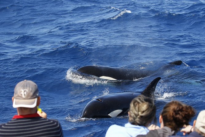 Bremer Canyon Killer Whale (Orca) Expedition - Key points to know before booking
