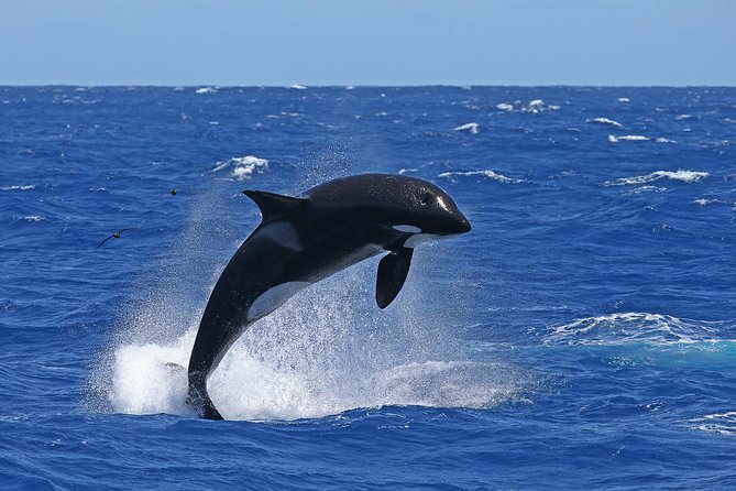 Bremer Canyon Killer Whale (Orca) Expedition - Meeting the orcas at their feeding grounds