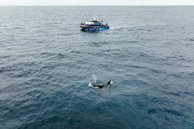 Bremer Canyon Killer Whale (Orca) Expedition - Who will enjoy this expedition most