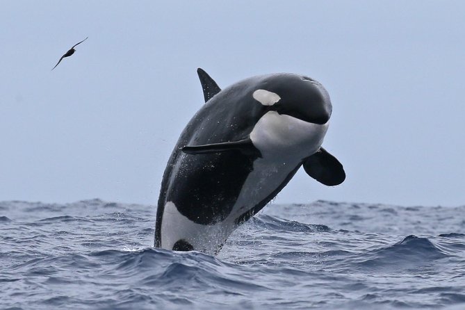 Bremer Canyon Killer Whale (Orca) Expedition - Boarding at Bremer Bay Boat Harbour