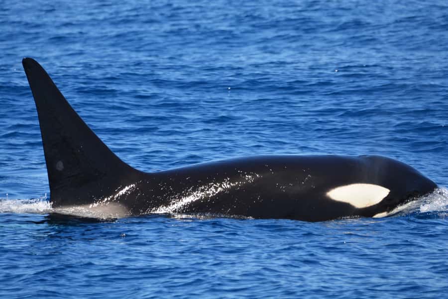 Bremer Canyon Orca Experience from Bremer Bay - Key points to know before booking