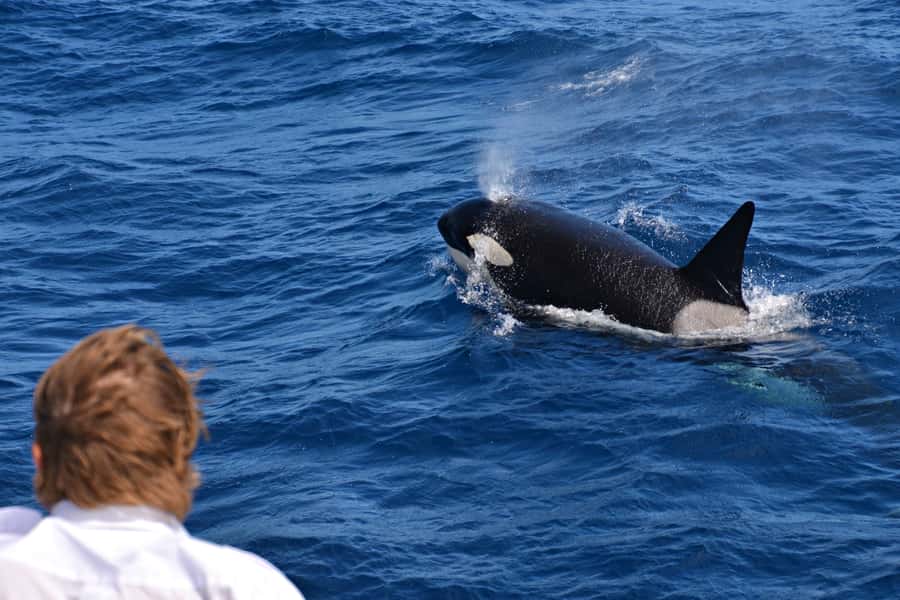 Bremer Canyon Orca Experience from Bremer Bay - Why the Bremer Canyon orca trip is special
