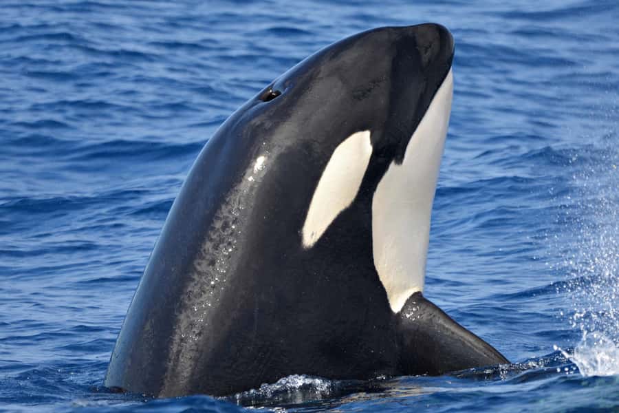 Bremer Canyon Orca Experience from Bremer Bay - Watching the orcas in the Bremer Canyon