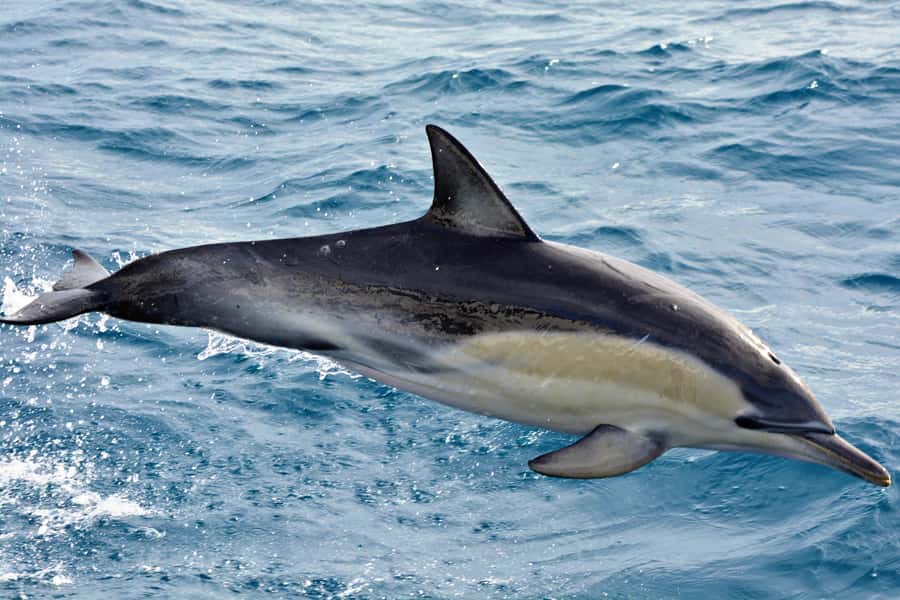 Bremer Canyon Orca Experience from Bremer Bay - Meals, warm seating, and the value of an all-day format