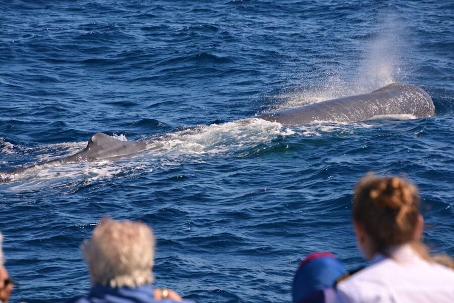 Bremer Canyon Orca Experience from Bremer Bay - How the crew shapes the experience
