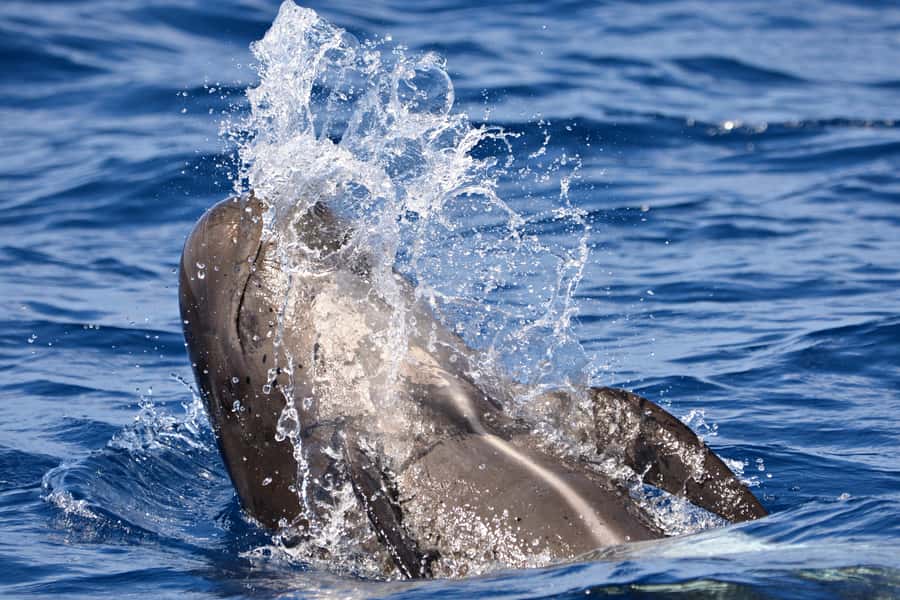 Bremer Canyon Orca Experience from Bremer Bay - Who should book this experience