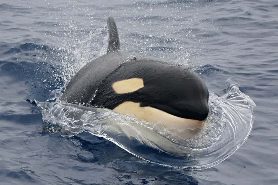 Bremer Canyon Orca Experience from Bremer Bay - From Bremer Bay Boat Harbour to open ocean