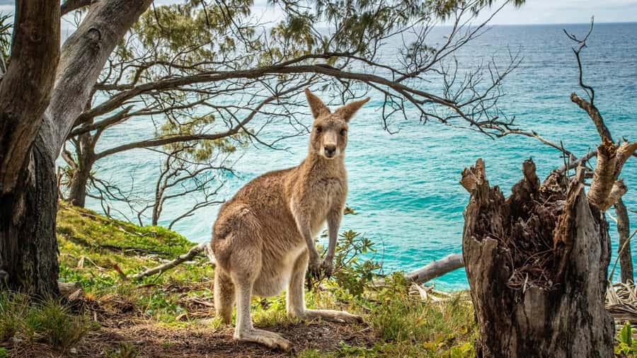 Brisbane to North Stradbroke Island Day: Wildlife & Beaches - How much value do you get for $134?