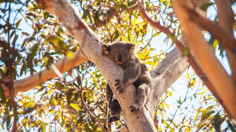 Brisbane to North Stradbroke Island Day: Wildlife & Beaches - Point Lookout and the North Gorge Walk