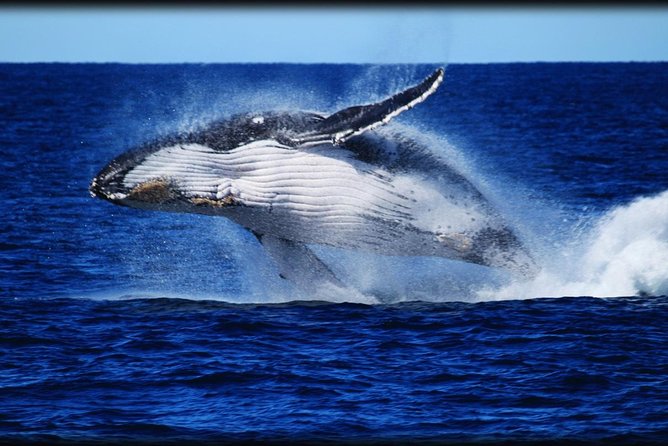 Brisbane Whale Watching Cruise from Redcliffe or Sunshine Coast - From Redcliffe Parade to the open bay