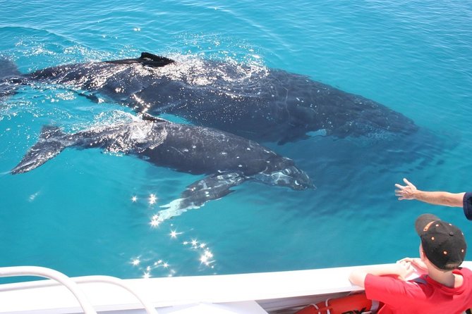 Brisbane Whale Watching Cruise from Redcliffe or Sunshine Coast - What you might see beside the boat