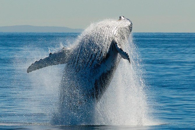 Brisbane Whale Watching Cruise from Redcliffe or Sunshine Coast - Lunch, drinks, and the practical comforts